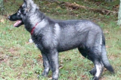 biBlackSableSilverPL-pup