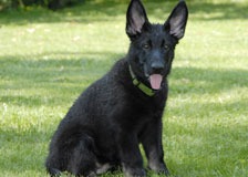 biblackcreamSM-pup