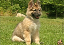 goldensablePL-puppy