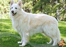 white-plush-adult
