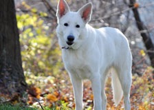 white-smooth-adult