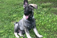 sableGraySM-pup