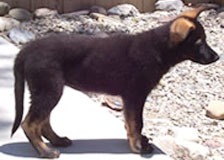 biBlackSableTanSM-pup