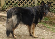 biBlackSableTanPL-adult