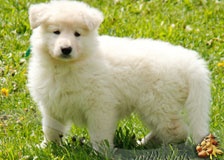 white-plush-puppy
