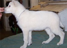 white-smooth-puppy
