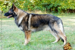 faelan