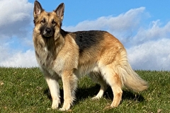 ares