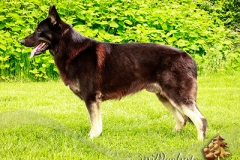 beorn