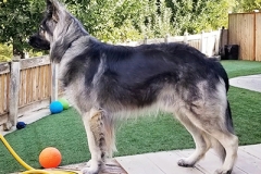 lykos
