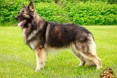 logan