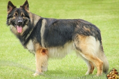 aslan