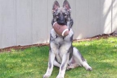 oakley