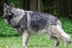 kristoff