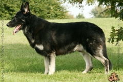 koly