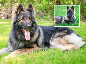 rollo