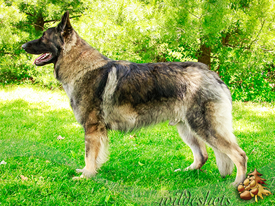 Odin
