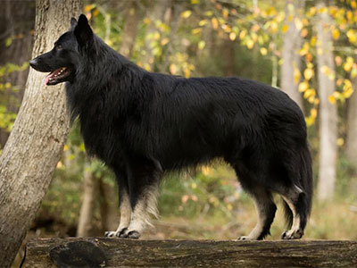 Timber