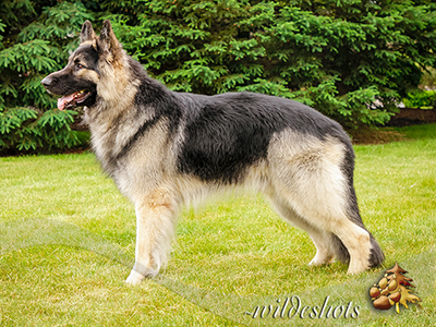 Fenrir