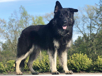 Thor