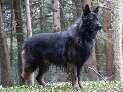 Wolfi