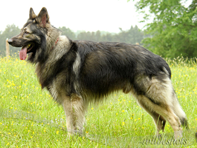 Strider