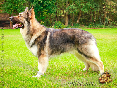 Hercules