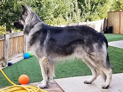 Lykos