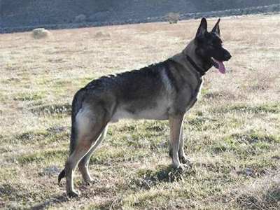Max