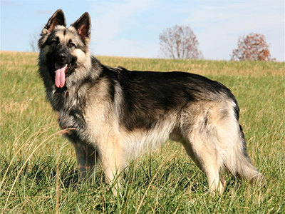 Zorro