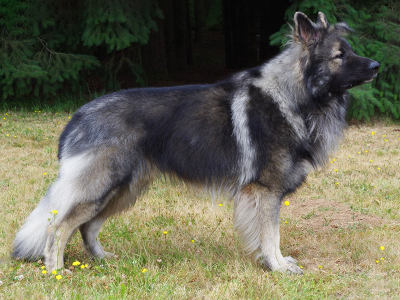 Zak