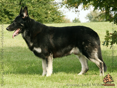 Koly