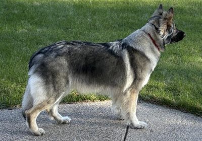 Mika/Odin/